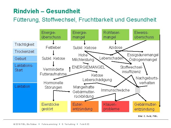 Rindvieh – Gesundheit Fütterung, Stoffwechsel, Fruchtbarkeit und Gesundheit Energieüberschuss Trächtigkeit Trockenzeit Geburt Laktations. Start