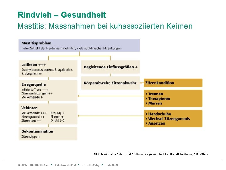 Rindvieh – Gesundheit Mastitis: Massnahmen bei kuhassoziierten Keimen Bild: Merkblatt «Euter- und Stoffwechselgesundheit bei