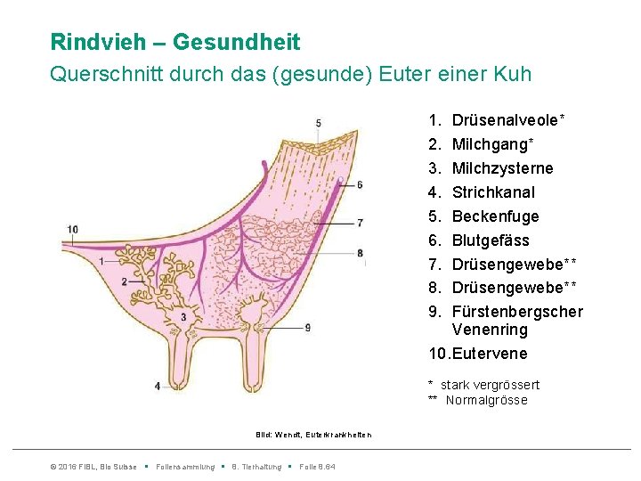 Rindvieh – Gesundheit Querschnitt durch das (gesunde) Euter einer Kuh 1. 2. 3. 4.