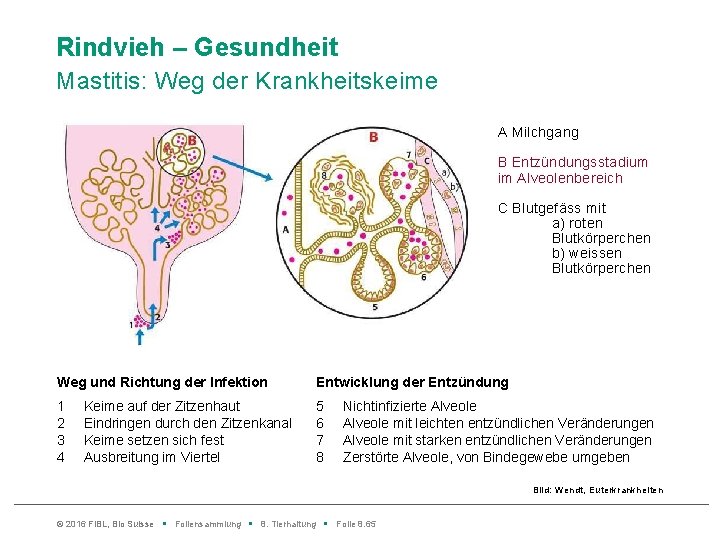 Rindvieh – Gesundheit Mastitis: Weg der Krankheitskeime A Milchgang B Entzündungsstadium im Alveolenbereich C