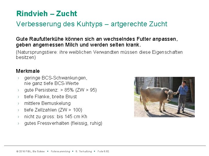 Rindvieh – Zucht Verbesserung des Kuhtyps – artgerechte Zucht Gute Raufutterkühe können sich an