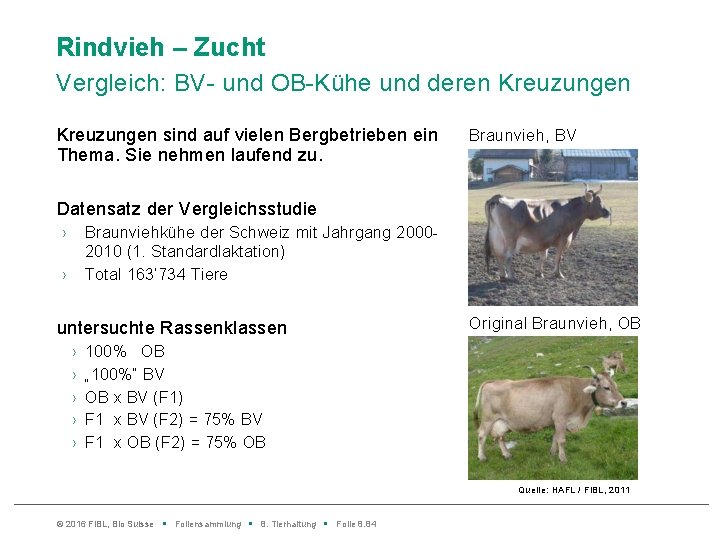 Rindvieh – Zucht Vergleich: BV- und OB-Kühe und deren Kreuzungen sind auf vielen Bergbetrieben