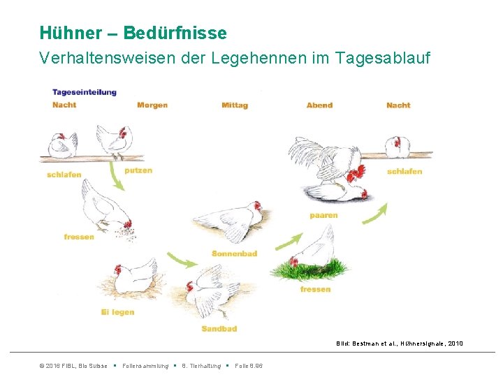 Hühner – Bedürfnisse Verhaltensweisen der Legehennen im Tagesablauf Bild: Bestman et al. , Hühnersignale,