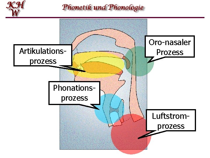 Artikulationsprozess Oro-nasaler Prozess Phonationsprozess Luftstromprozess 