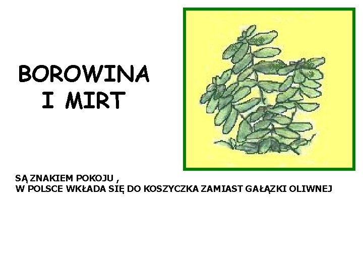 BOROWINA I MIRT SĄ ZNAKIEM POKOJU , W POLSCE WKŁADA SIĘ DO KOSZYCZKA ZAMIAST BOROWINA I MIRT SĄ ZNAKIEM POKOJU , W POLSCE WKŁADA SIĘ DO KOSZYCZKA ZAMIAST