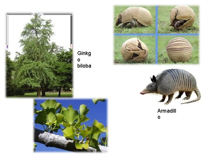 Ginkg o biloba Armadill o 