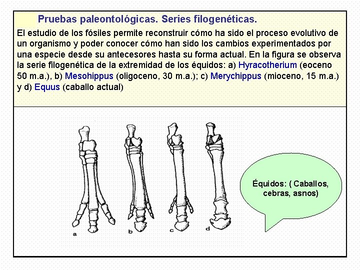 Équidos: ( Caballos, cebras, asnos) 