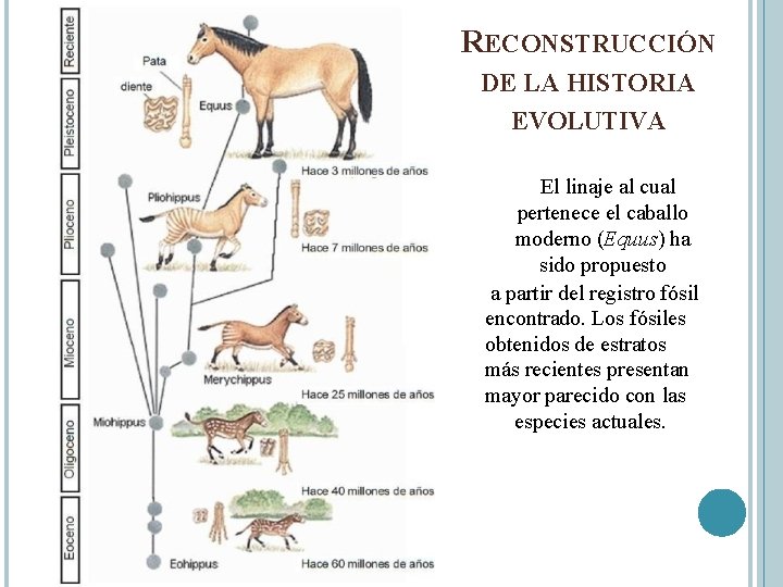 RECONSTRUCCIÓN DE LA HISTORIA EVOLUTIVA El linaje al cual pertenece el caballo moderno (Equus)