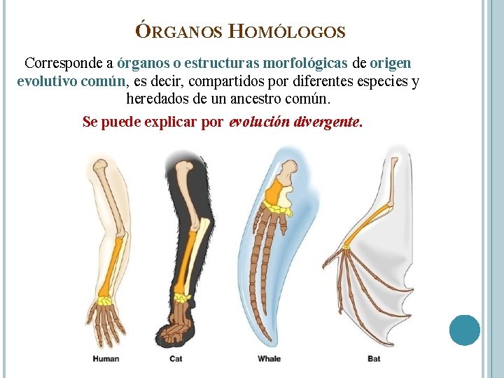 ÓRGANOS HOMÓLOGOS Corresponde a órganos o estructuras morfológicas de origen evolutivo común, es decir,