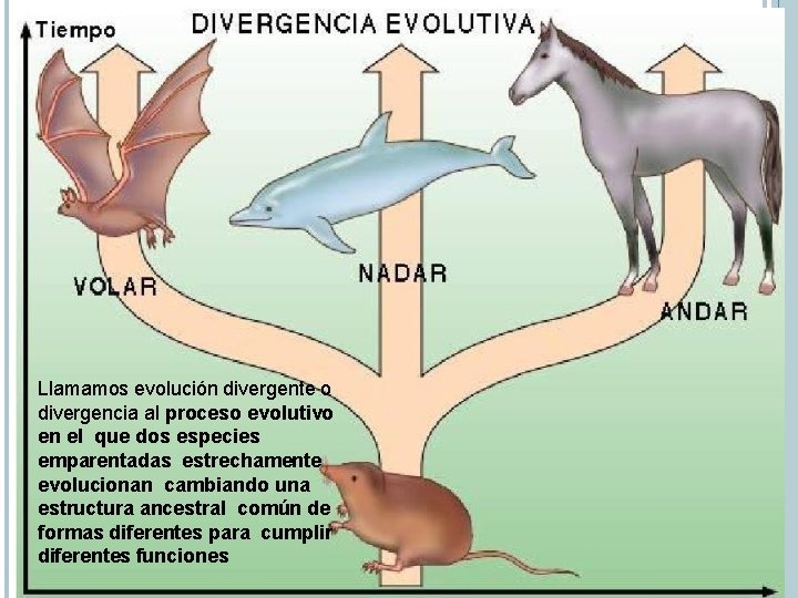 Llamamos evolución divergente o divergencia al proceso evolutivo en el que dos especies emparentadas