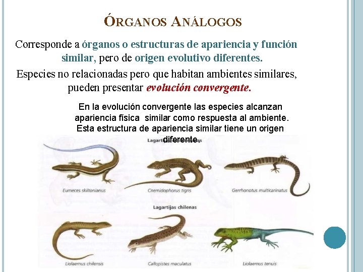 ÓRGANOS ANÁLOGOS Corresponde a órganos o estructuras de apariencia y función similar, pero de