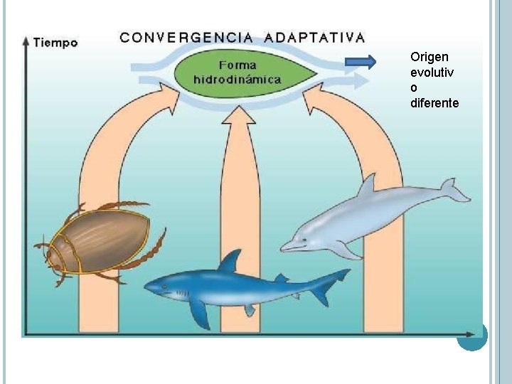 Origen evolutiv o diferente 