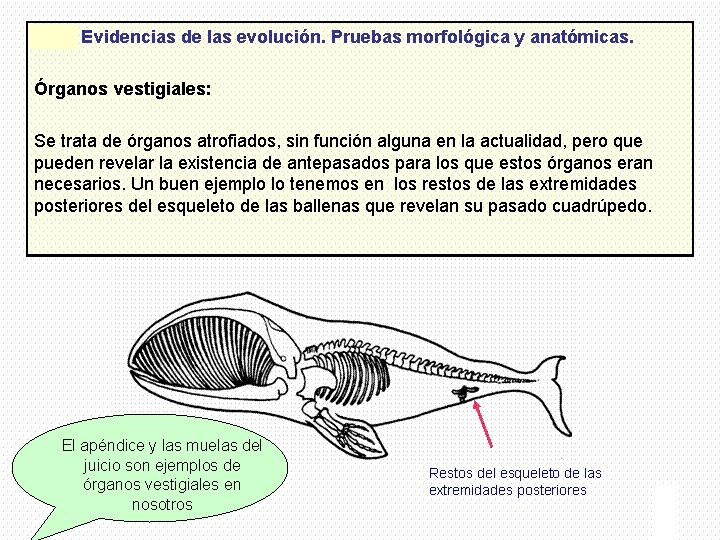 El apéndice y las muelas del juicio son ejemplos de órganos vestigiales en nosotros