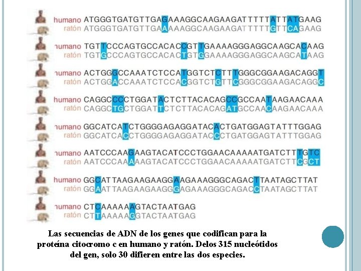 Las secuencias de ADN de los genes que codifican para la proteína citocromo c