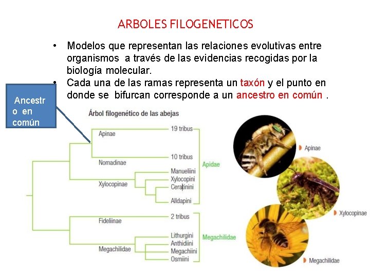 ARBOLES FILOGENETICOS • Modelos que representan las relaciones evolutivas entre organismos a través de