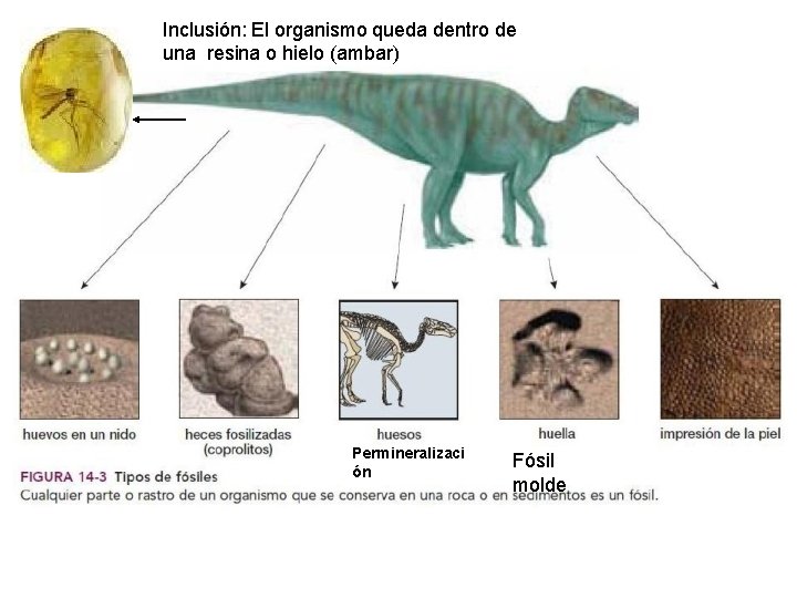 Inclusión: El organismo queda dentro de una resina o hielo (ambar) Permineralizaci ón Fósil