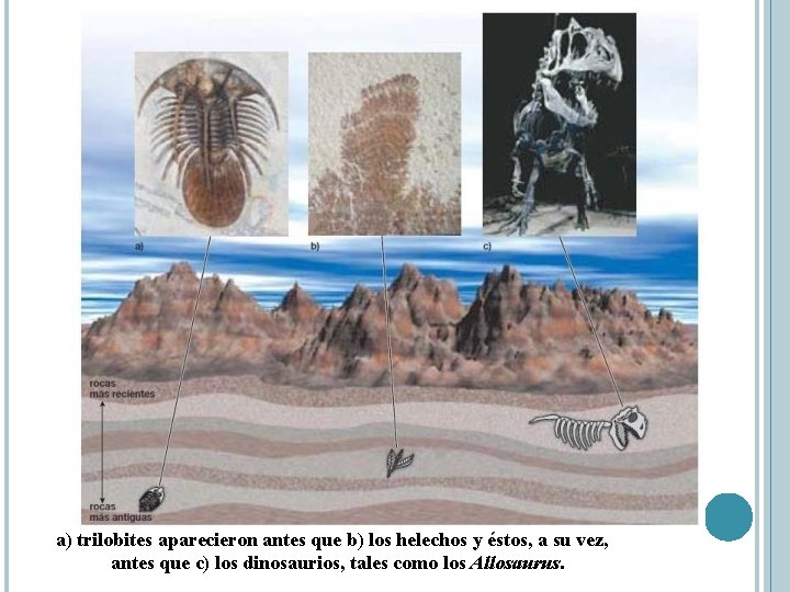 a) trilobites aparecieron antes que b) los helechos y éstos, a su vez, antes