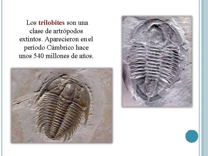 Los trilobites son una clase de artrópodos extintos. Aparecieron en el período Cámbrico hace