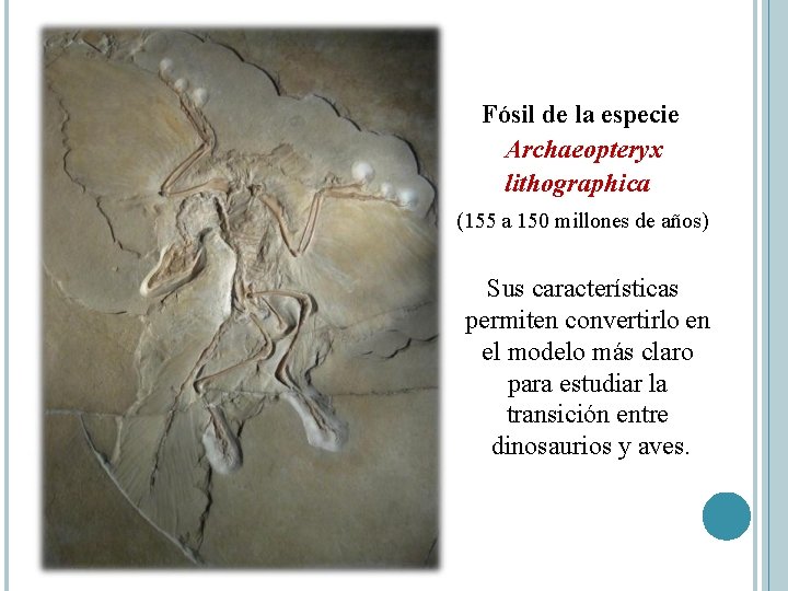 Fósil de la especie Archaeopteryx lithographica (155 a 150 millones de años) Sus características