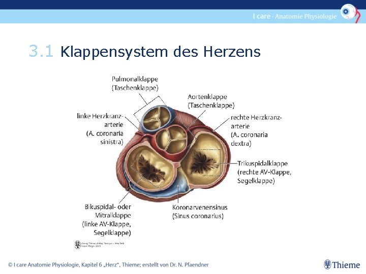 3. 1 Klappensystem des Herzens 