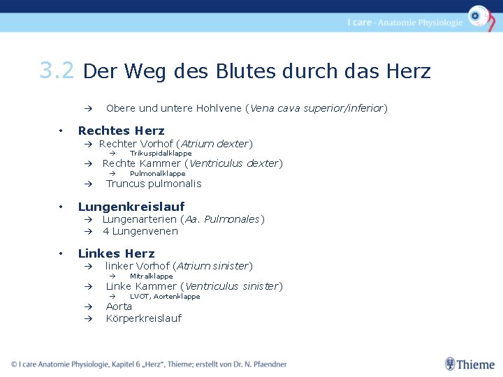 3. 2 Der Weg des Blutes durch das Herz → Obere und untere Hohlvene