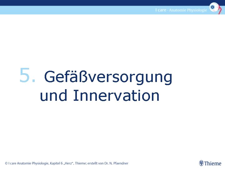 5. Gefäßversorgung und Innervation 
