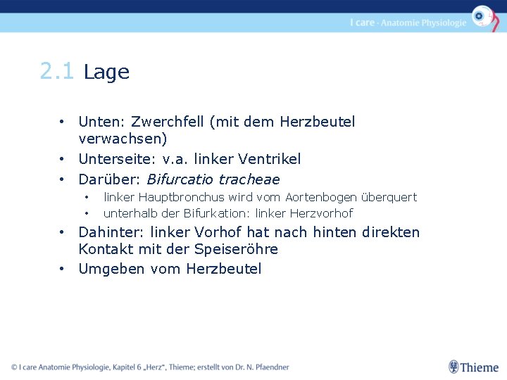 2. 1 Lage • Unten: Zwerchfell (mit dem Herzbeutel verwachsen) • Unterseite: v. a.