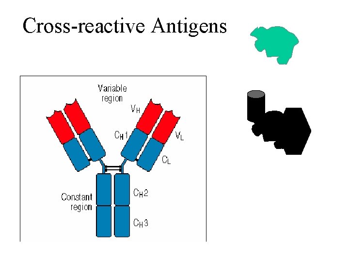 Cross-reactive Antigens 