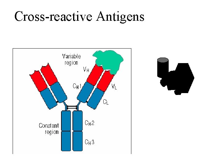 Cross-reactive Antigens 
