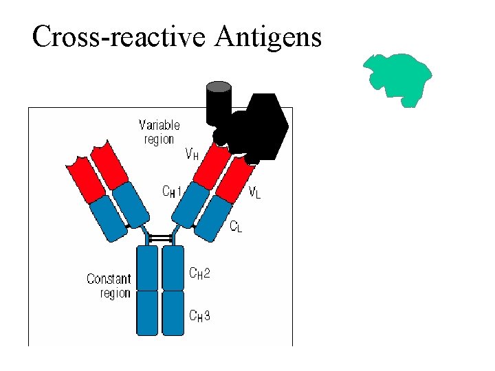 Cross-reactive Antigens 