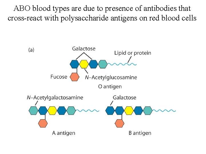ABO blood types are due to presence of antibodies that cross-react with polysaccharide antigens