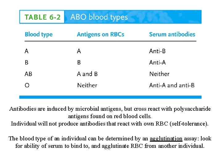Antibodies are induced by microbial antigens, but cross react with polysaccharide antigens found on