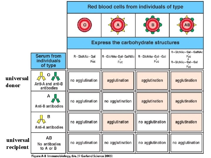 universal donor universal recipient 