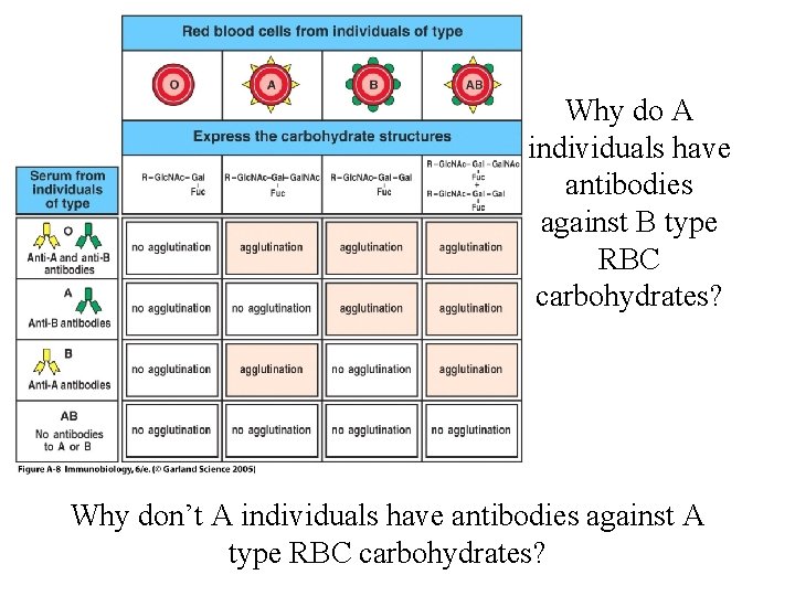 Why do A individuals have antibodies against B type RBC carbohydrates? Why don’t A