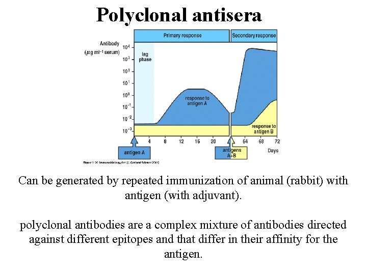 Polyclonal antisera Can be generated by repeated immunization of animal (rabbit) with antigen (with