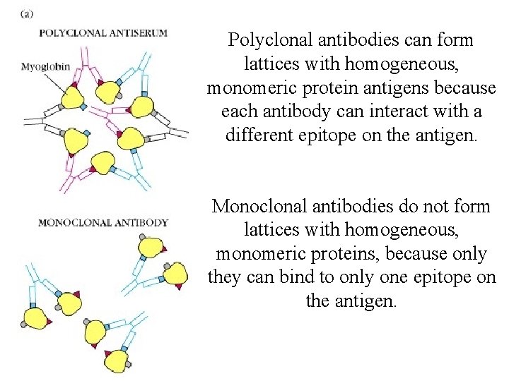 Polyclonal antibodies can form lattices with homogeneous, monomeric protein antigens because each antibody can