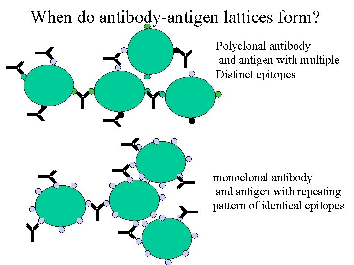 When do antibody-antigen lattices form? Polyclonal antibody and antigen with multiple Distinct epitopes monoclonal