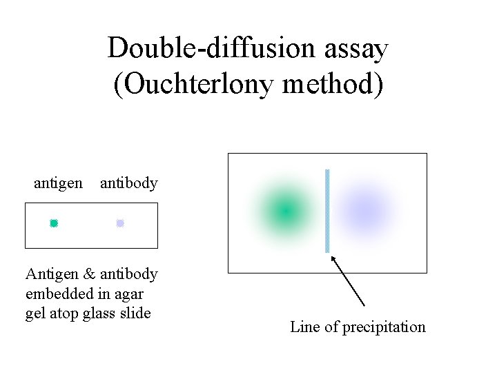 Double-diffusion assay (Ouchterlony method) antigen antibody Antigen & antibody embedded in agar gel atop