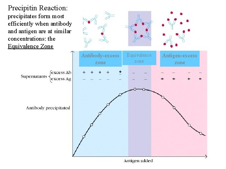 Precipitin Reaction: precipitates form most efficiently when antibody and antigen are at similar concentrations: