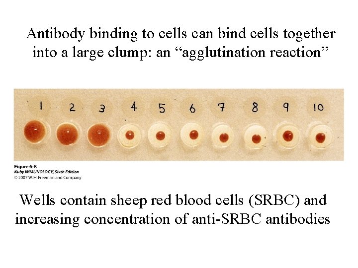 A Brief Review of Antibody Structure The basic