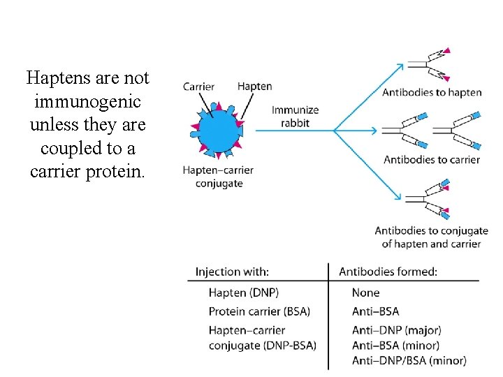 Haptens are not immunogenic unless they are coupled to a carrier protein. 