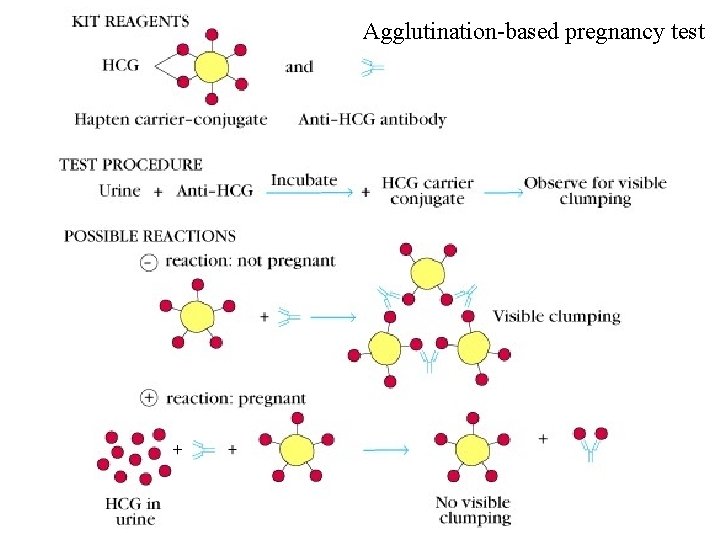 Agglutination-based pregnancy test 