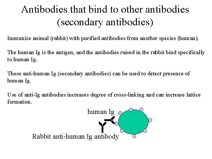 Antibodies that bind to other antibodies (secondary antibodies) Immunize animal (rabbit) with purified antibodies