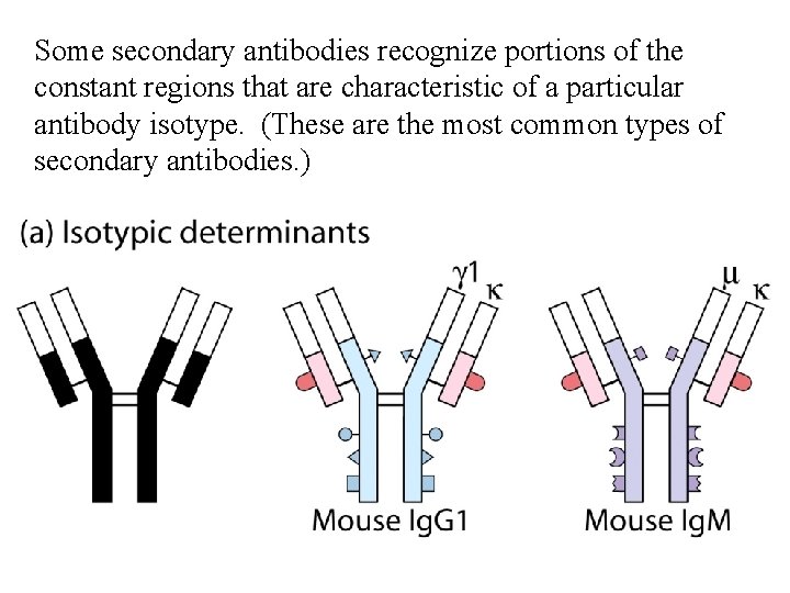 Some secondary antibodies recognize portions of the constant regions that are characteristic of a
