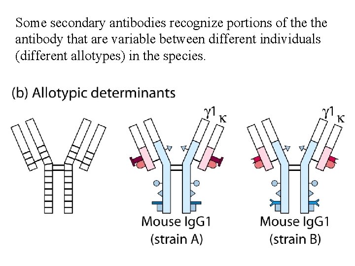 Some secondary antibodies recognize portions of the antibody that are variable between different individuals