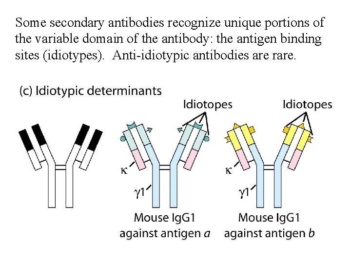 Some secondary antibodies recognize unique portions of the variable domain of the antibody: the