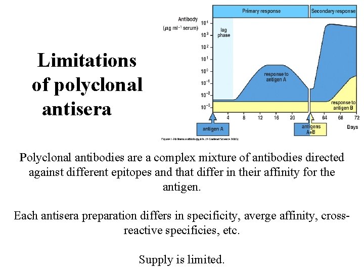 Limitations of polyclonal antisera Polyclonal antibodies are a complex mixture of antibodies directed against