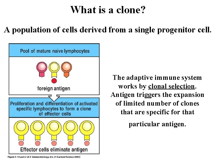 What is a clone? A population of cells derived from a single progenitor cell.