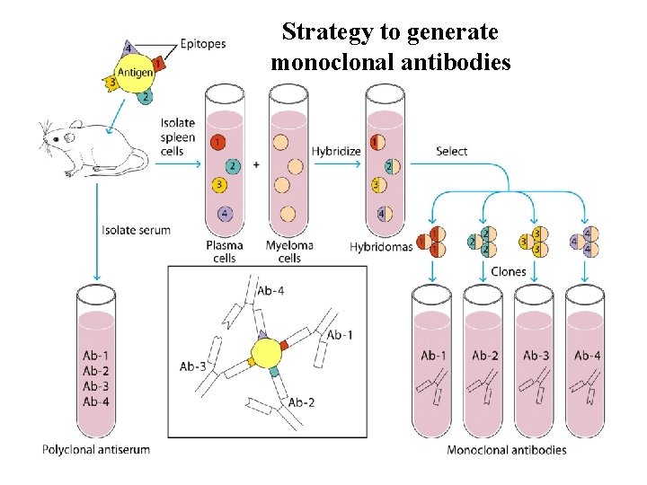 Strategy to generate monoclonal antibodies 