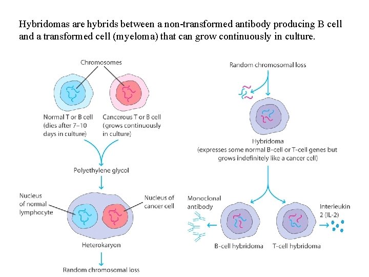 Hybridomas are hybrids between a non-transformed antibody producing B cell and a transformed cell